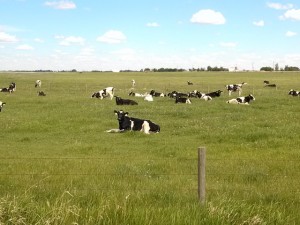Cows in summer pasture